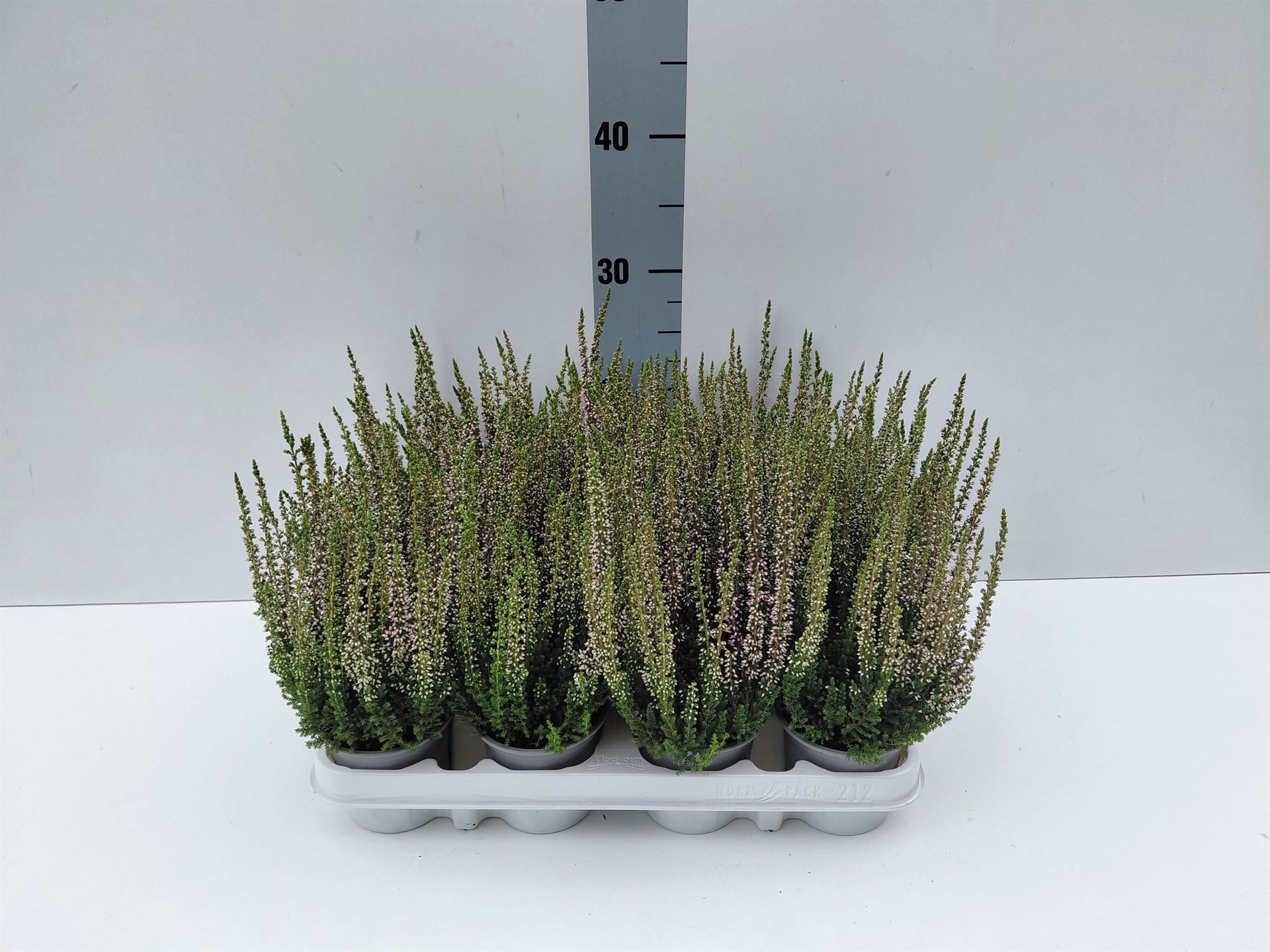 Calluna Beauty Ladies Michelle 9Ø 20cm