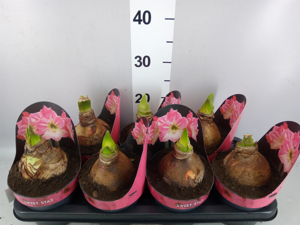 Hippeastrum Sweet Star 14Ø 25cm