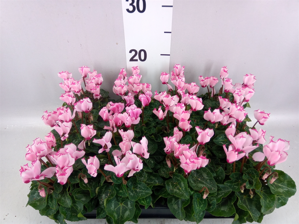 Cyclamen Super Serie Verano 7Ø 17cm