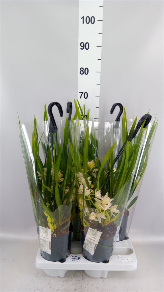 Cymbidium Ice Cascade