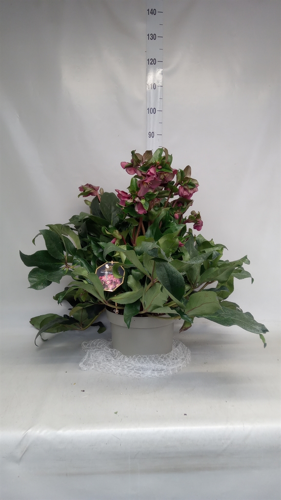 Helleborus Hgc Ice N' Roses Red 29Ø 50cm