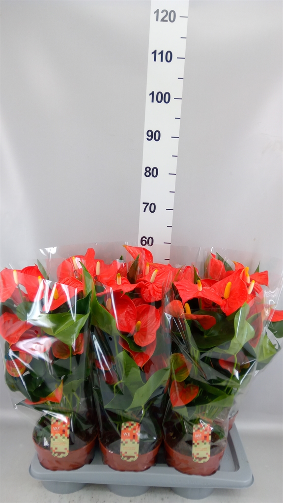 Anthurium Florida 17Ø 60cm