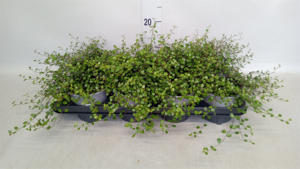 Muehlenbeckia Mao'ri 13Ø 20cm