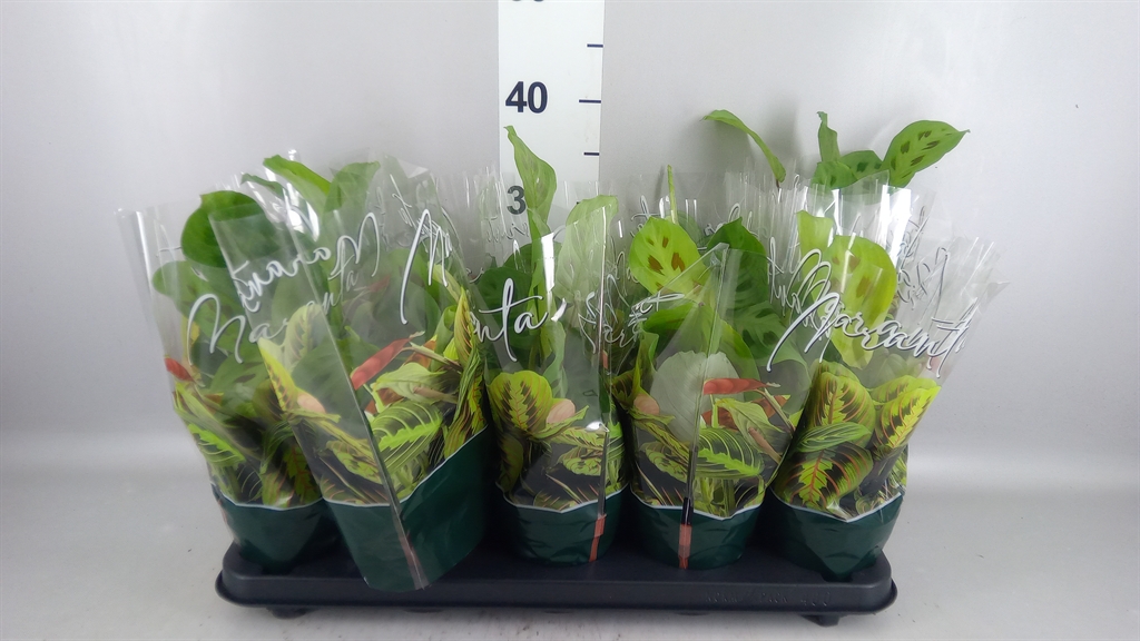 Maranta Kerchoveana 12Ø 35cm