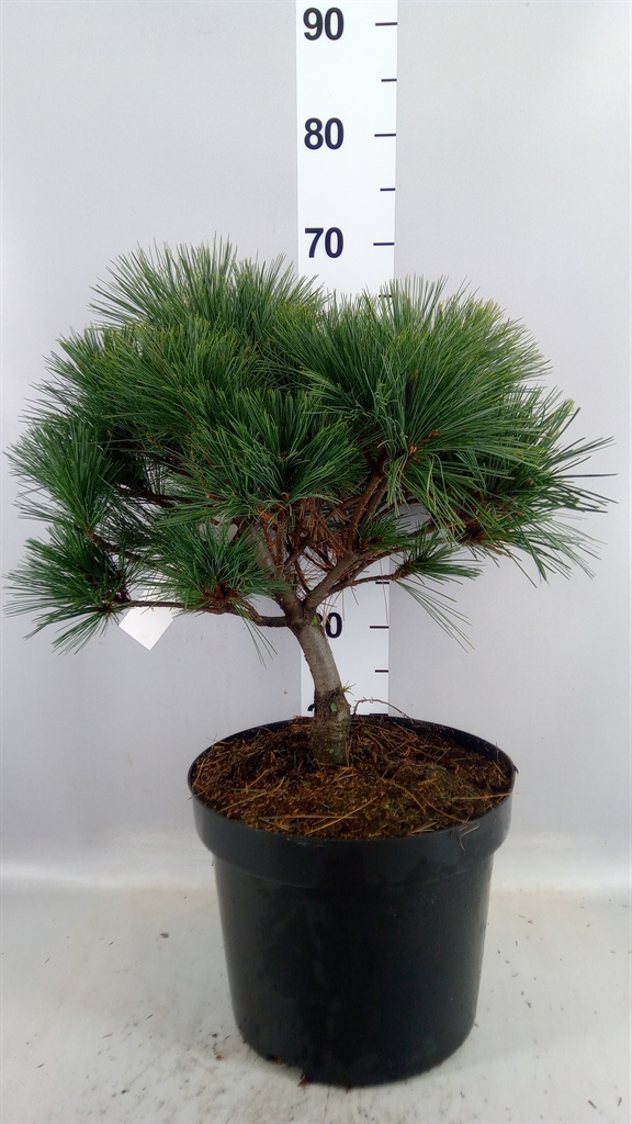 Pinus Strobus 28Ø 50cm