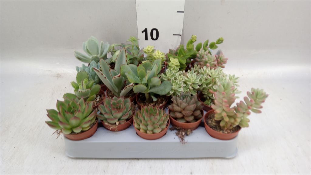 Succulenten Overig 505Ø