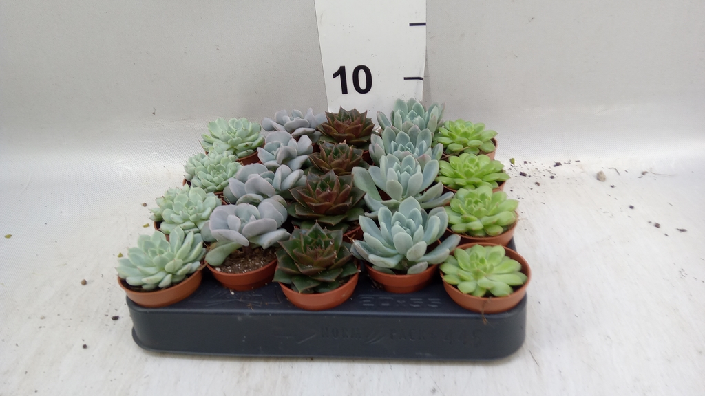 Echeveria Mixed 505Ø