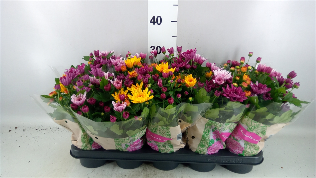 Chrysanth Mount Aubisque Mix 12Ø 26cm