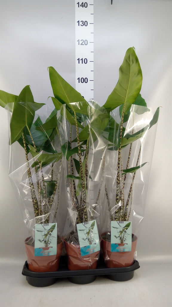 Alocasia Zebrina 19Ø 70cm