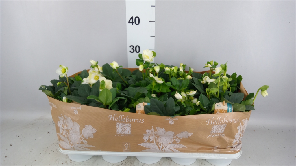 Helleborus Christmas Carol 12Ø 24cm