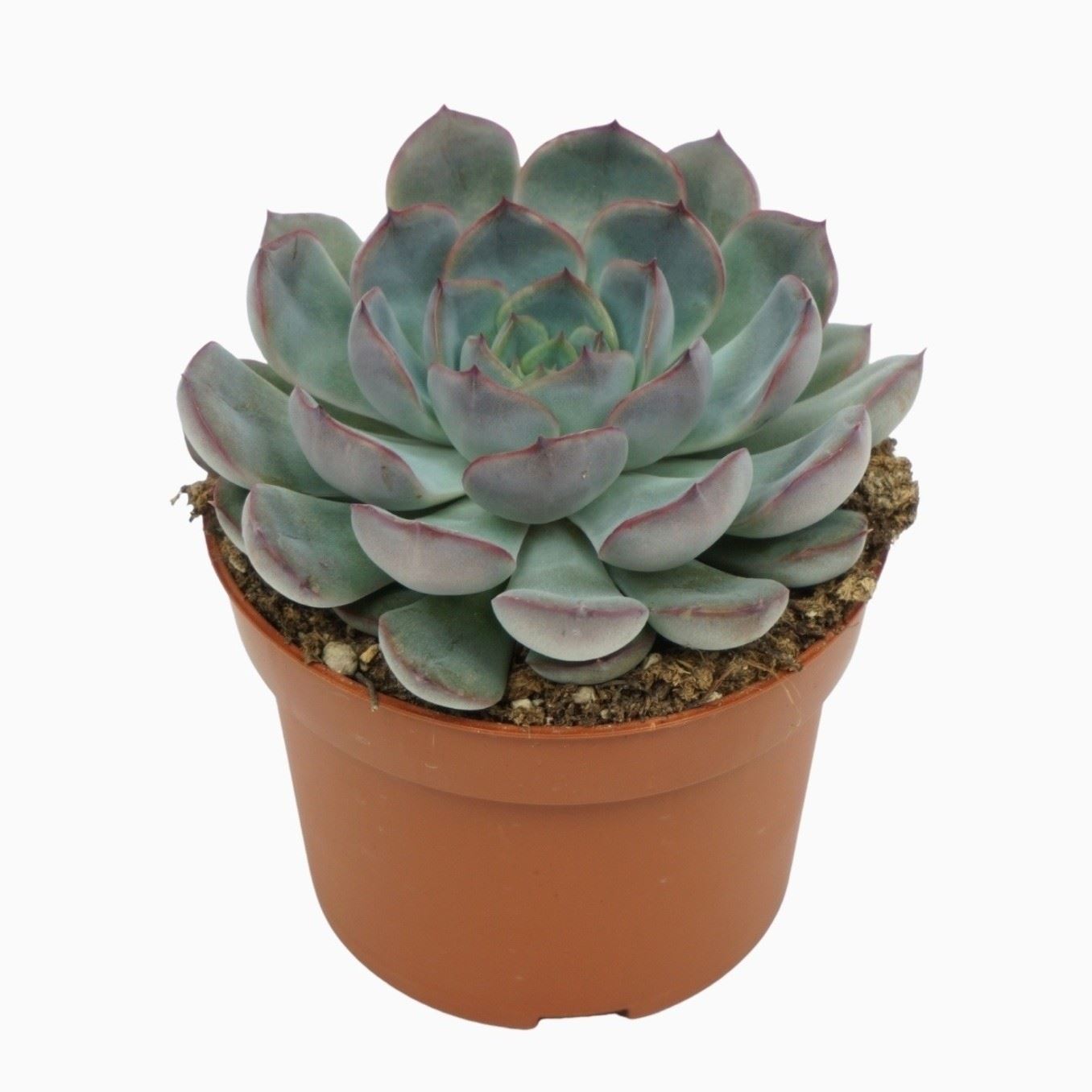 Echeveria Hercules 10Ø 14cm