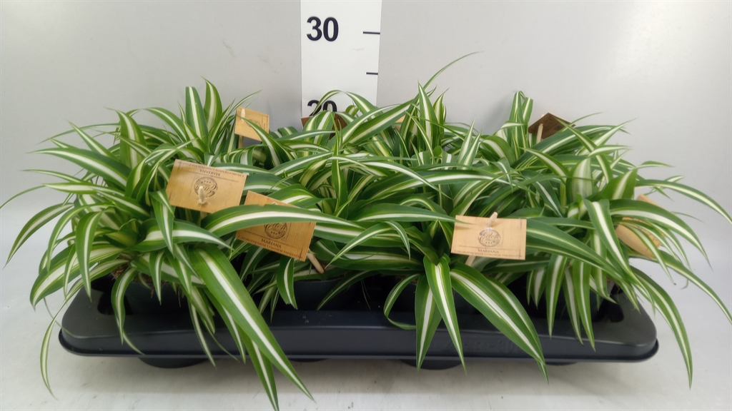 Chlorophytum Variegatum 12Ø 20cm