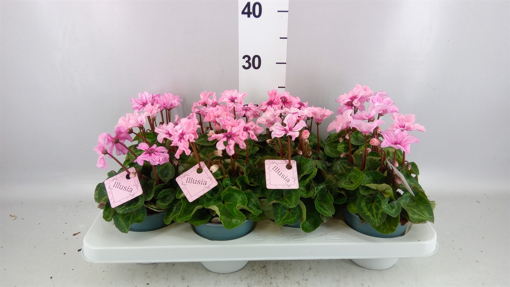 Cyclamen Persicum Illusia 12Ø 25cm