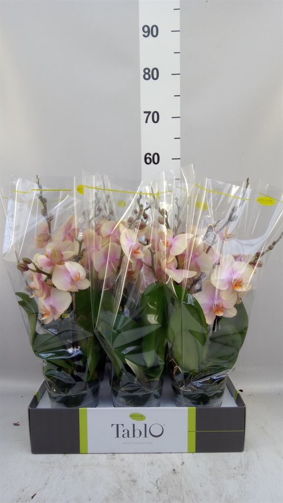 Phal Ov Geel 12Ø 40cm