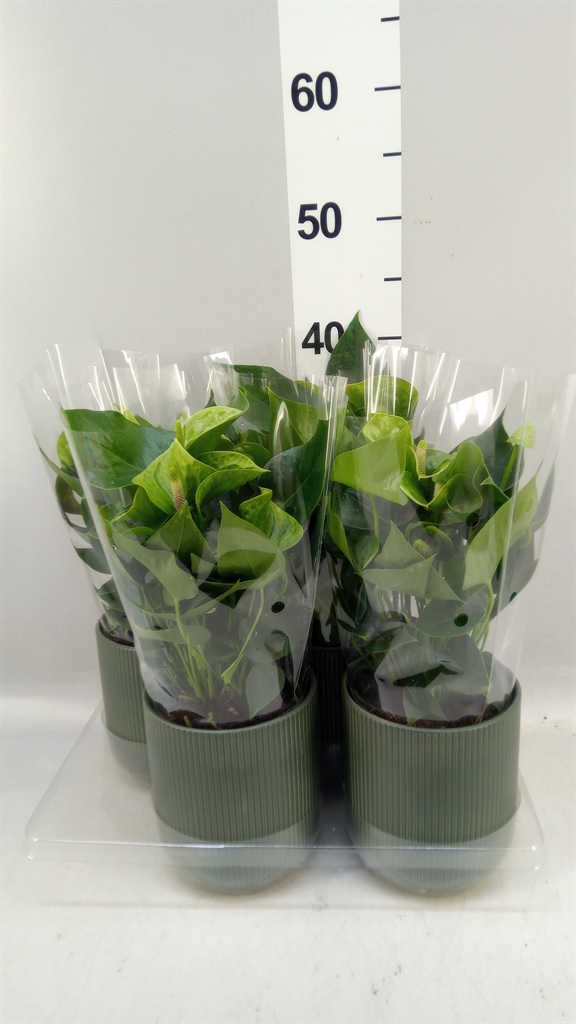 Anthurium Smaragd 12Ø 40cm