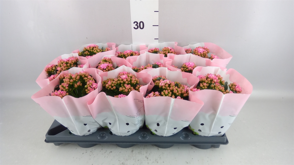 Kalanchoe Double More Flowers Augusta 10Ø 25cm