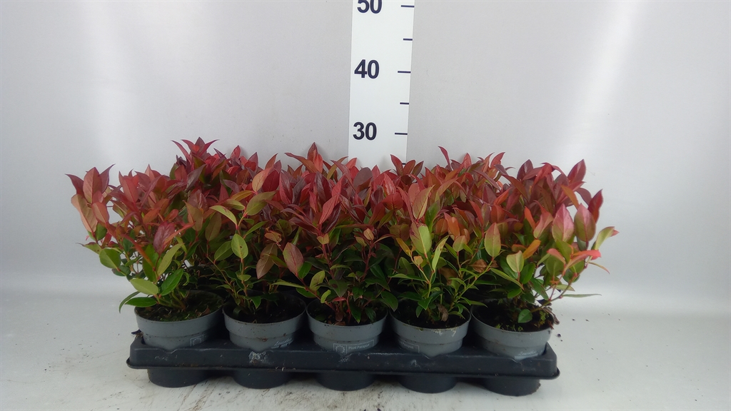 Leucothoe Zeblid 11Ø 25cm