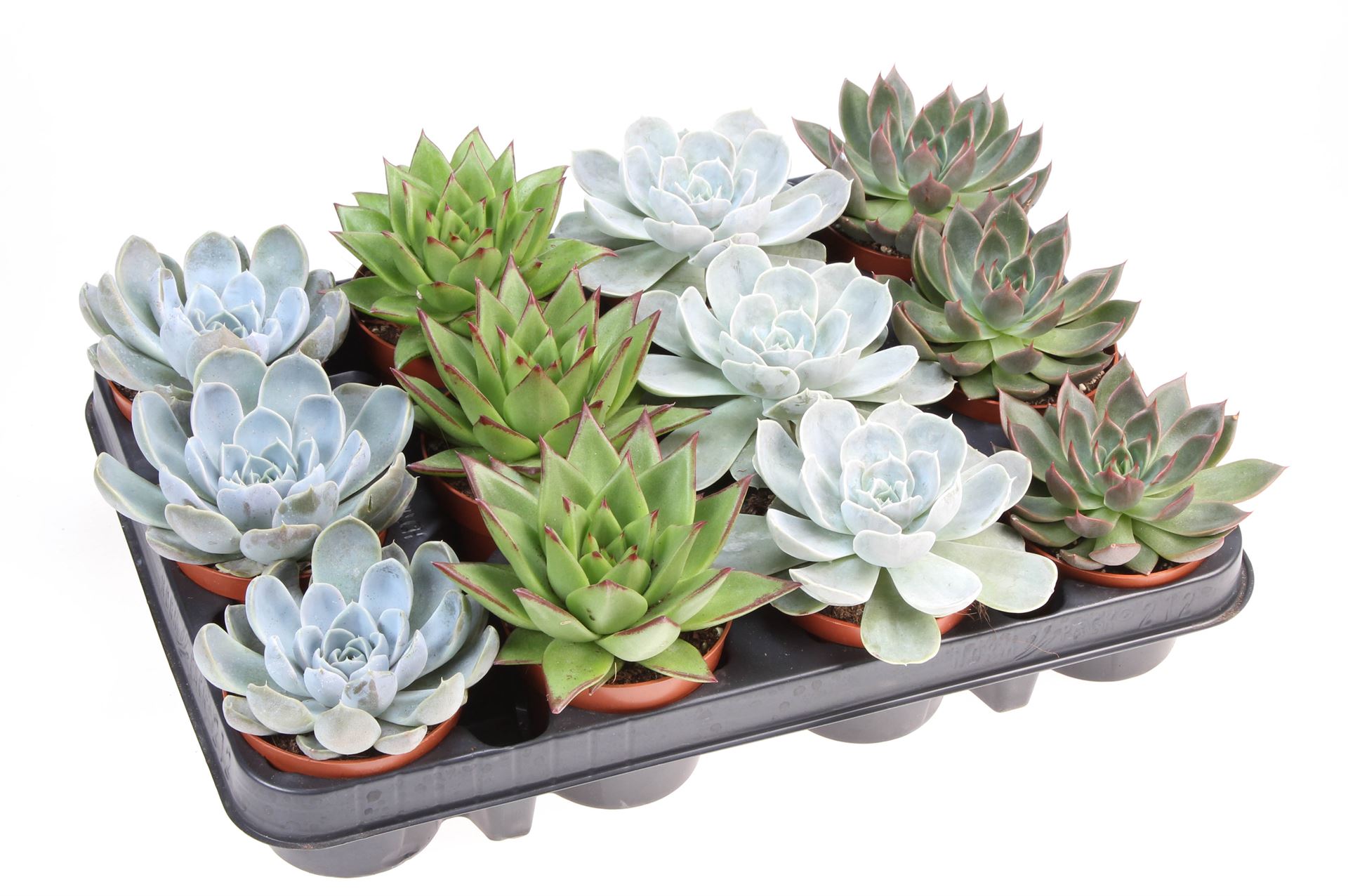 Echeveria Mixed 508Ø
