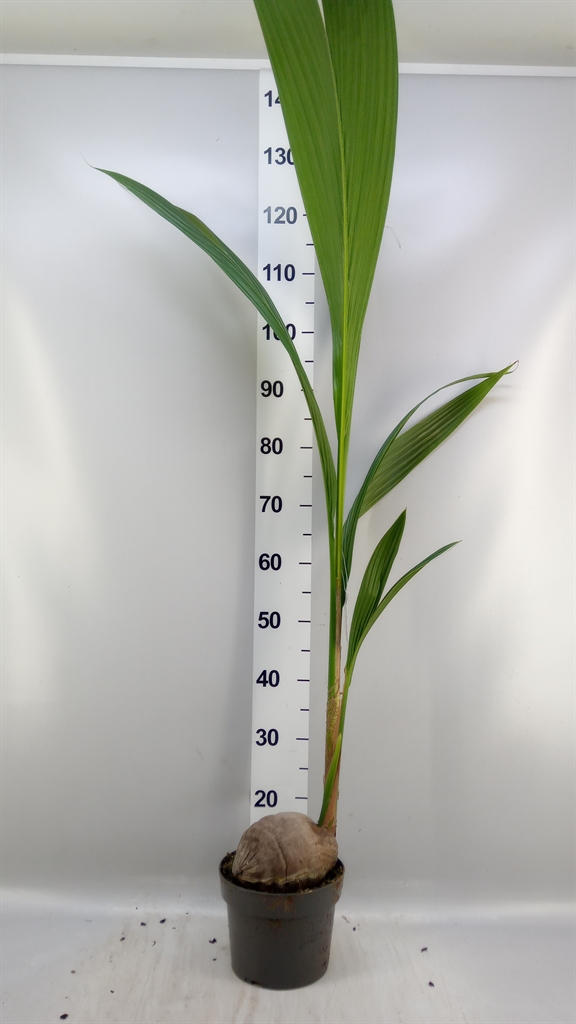 Cocos Nucifera 19Ø 120cm