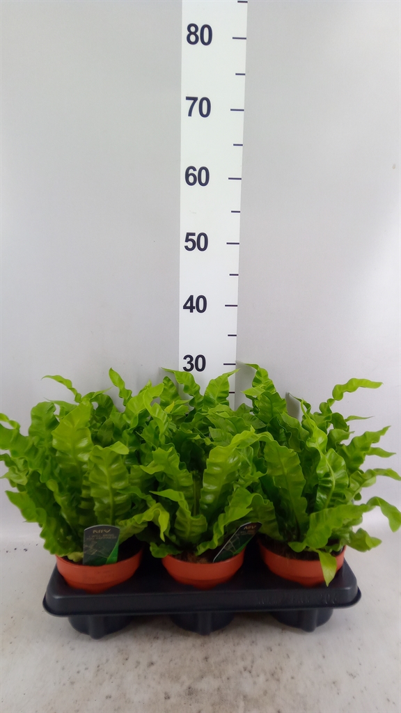 Asplenium Nidus Crispy Wave 12Ø 25cm
