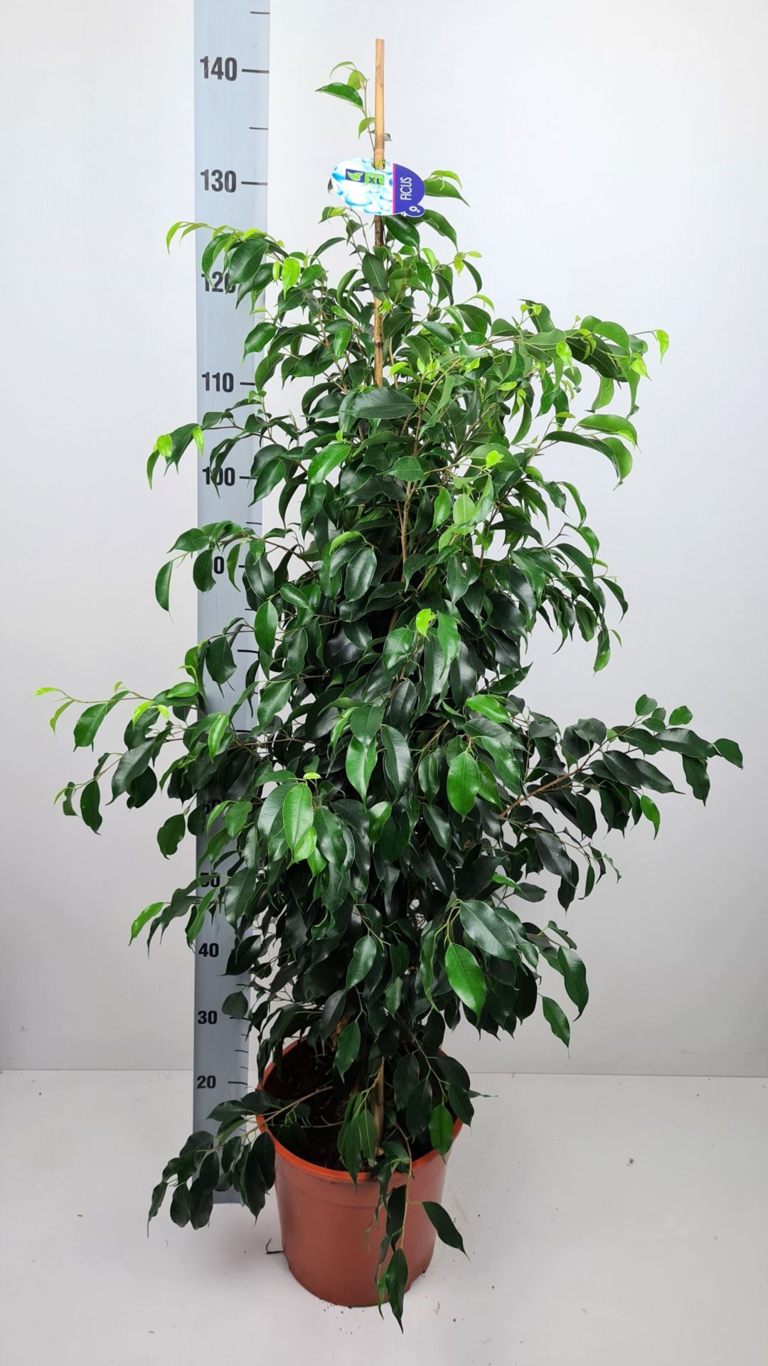 Ficus Benjamina Danielle 27Ø 140cm