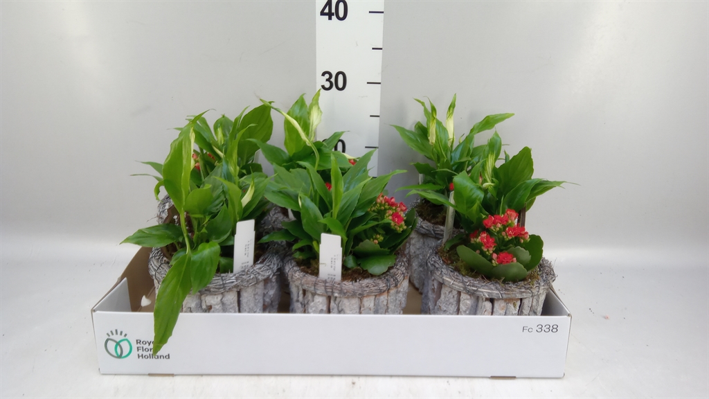 Arrangement Indoor 15Ø