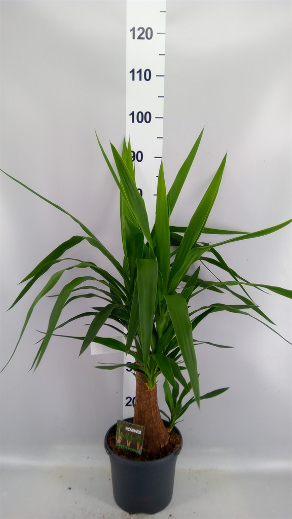 Yuc Elephantipes Ov 21Ø 70cm