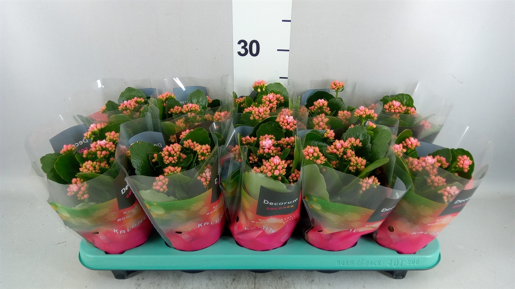 Kalan B Ge Ser Spink 510Ø 23cm
