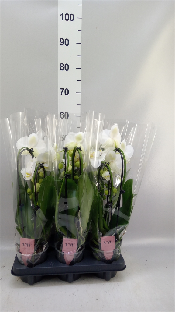 Phalaenopsis Cascade 12Ø 45cm 2st