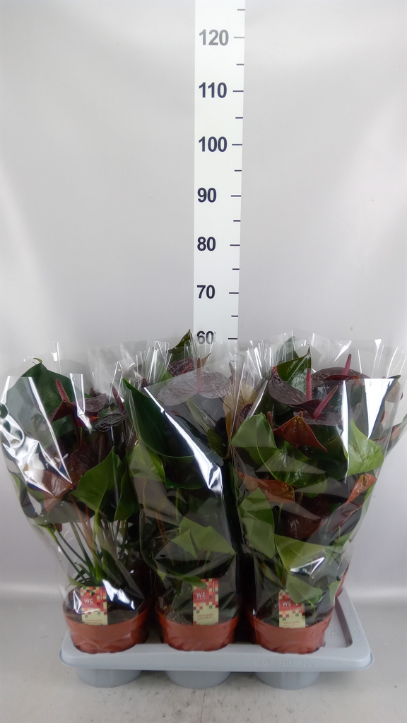 Anthu Morena 17Ø 55cm