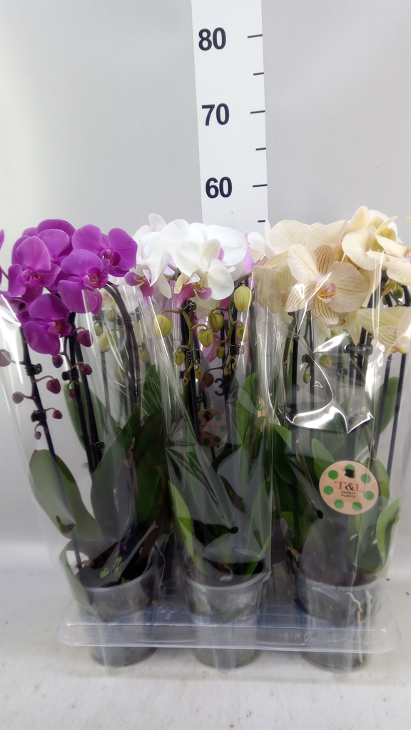 Phalaenopsis Cascade 12Ø 45cm 2st