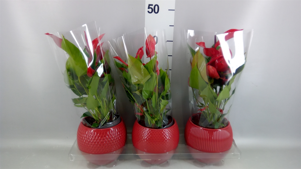 Anthurium Banderola Lava 12Ø 45cm
