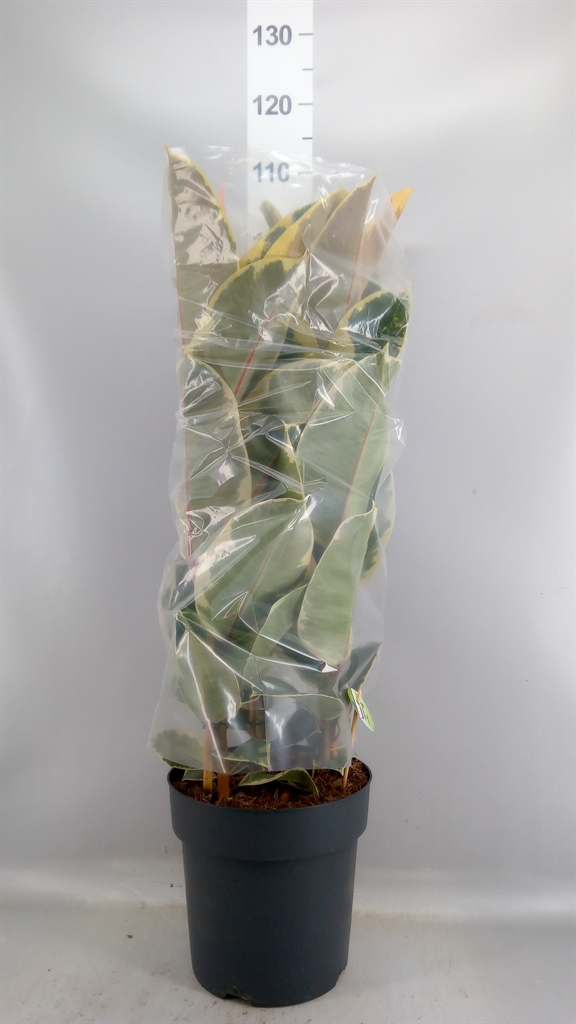 Ficus Tineke 27Ø 105cm
