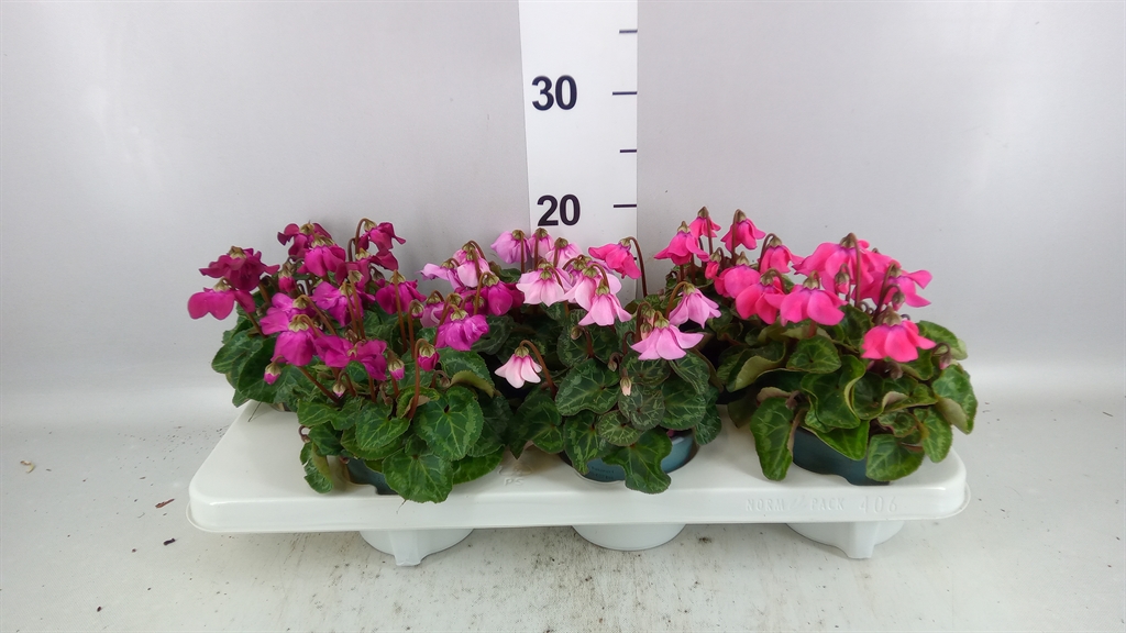 Cyclamen Super Serie Pettico 12Ø 25cm