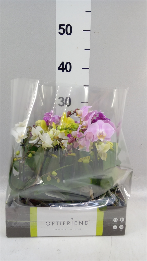 Phalaenopsis Multiflora Mix 7Ø 25cm 2st