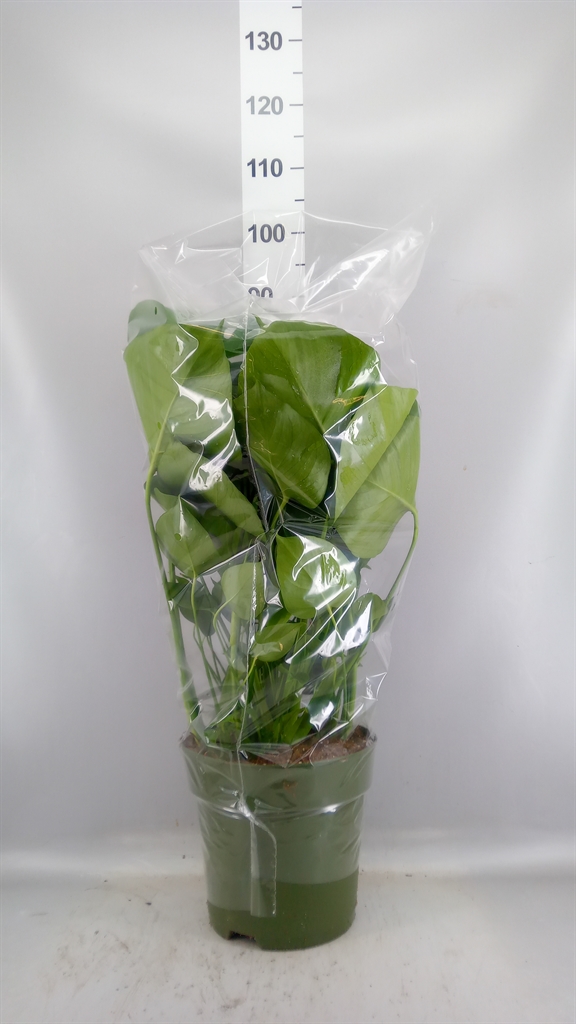 Monstera Deliciosa 27Ø 80cm