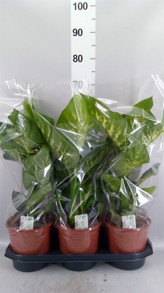 Dieff Seg Tropic Sno 19Ø 55cm