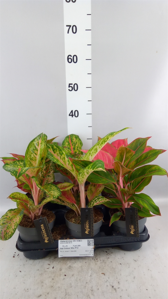 Aglao Overig 12Ø 30cm