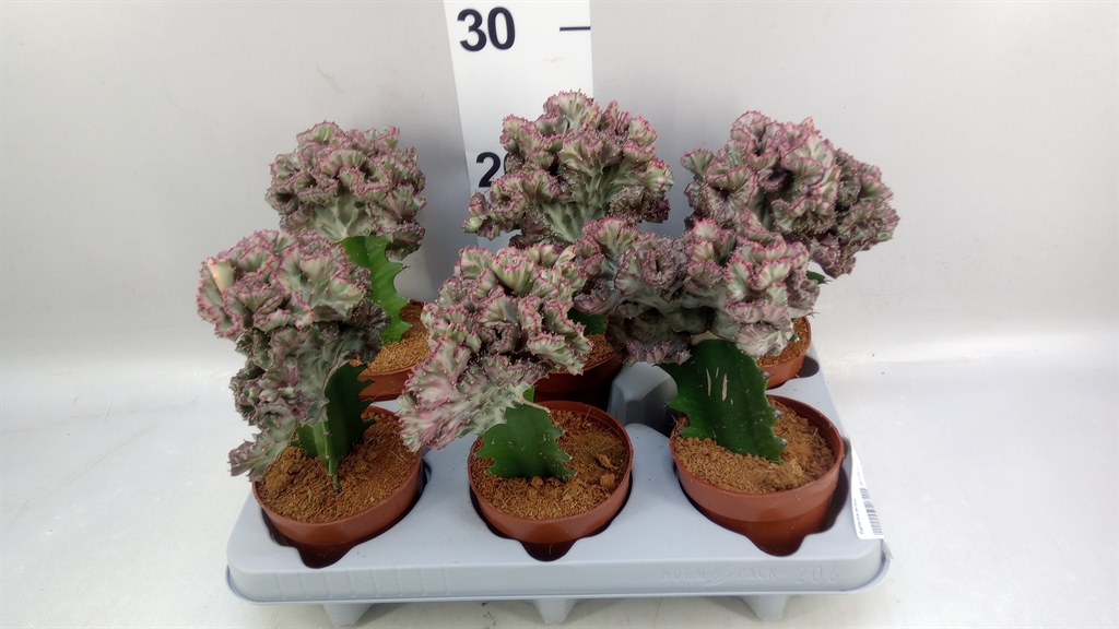 Euphorbia Lactea 10Ø 22cm