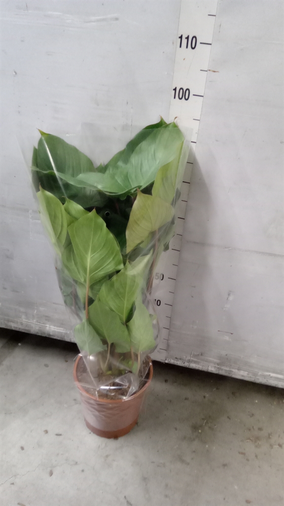 Homalomena Maggy 24Ø 80cm