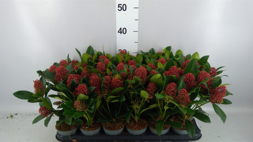 Skimmia Jap Rubella 9Ø 25cm