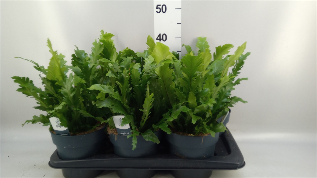 Asplenium Nidus Campio 17Ø 50cm