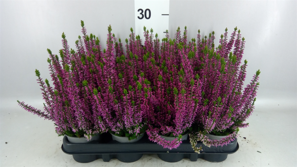 Calluna Vulgaris Beauty Ladies Linda 9Ø 20cm