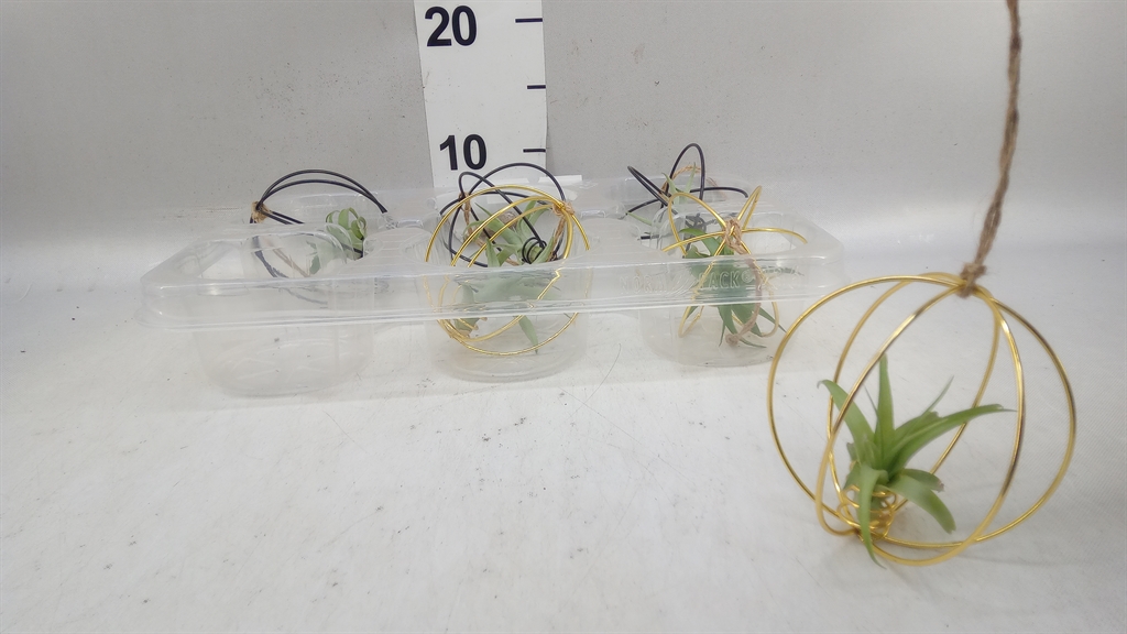 Tillandsia