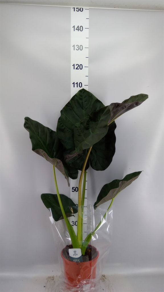 Alocasia Regal Shields 21Ø 85cm