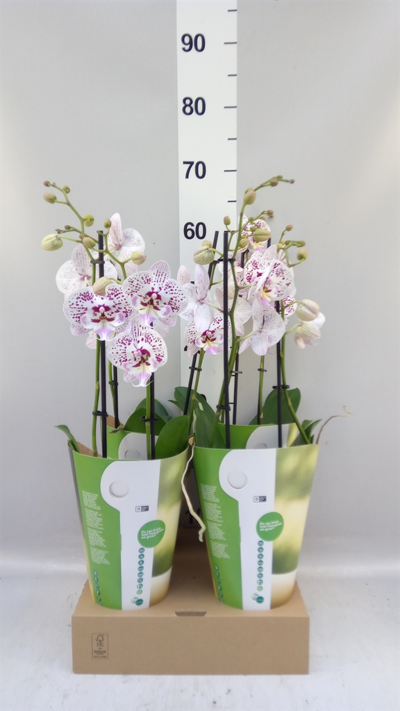 Phalaenopsis White 2 Stem 12Ø 55cm