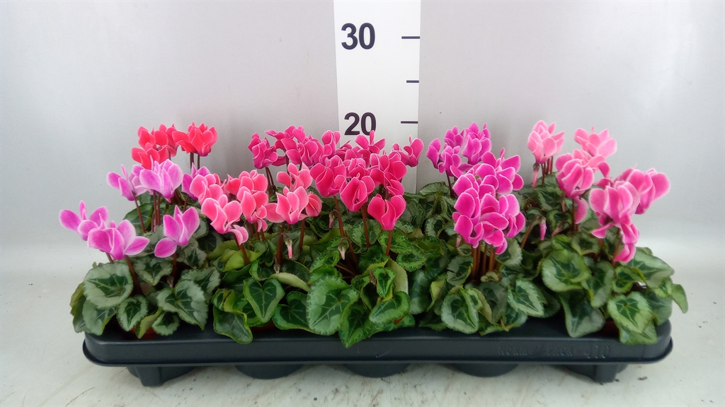 Cyclamen Smartiz 9Ø 18cm