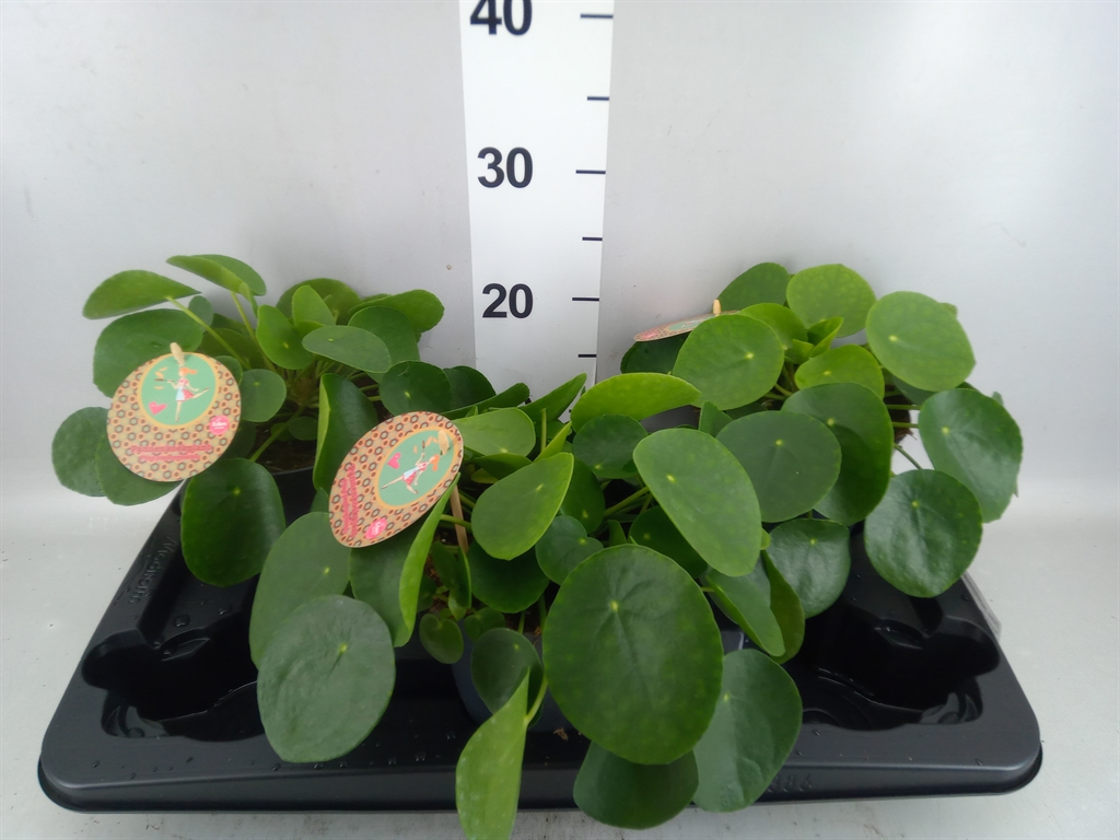 Pilea Peperomoides 15Ø 30cm