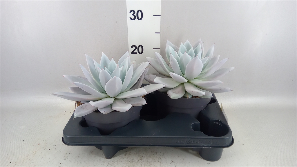 Echeveria Mexican Giant 17Ø 25cm