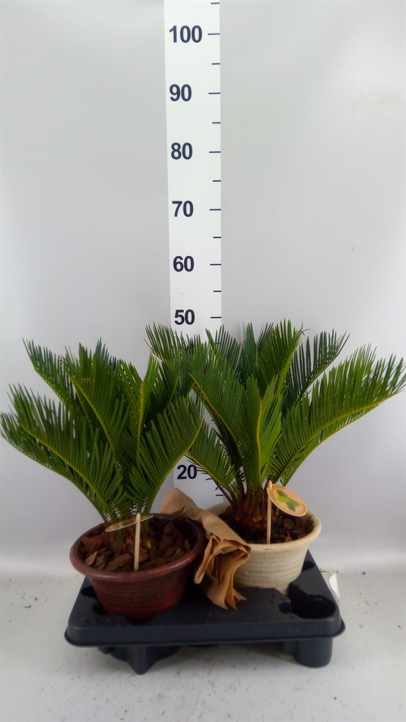 Cycas Revoluta 19Ø 50cm